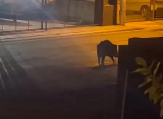 Γλυκά Νερά: Αγριογούρουνο κάνει βόλτες δίπλα στη Λεωφόρο Λαυρίου...VIDEO