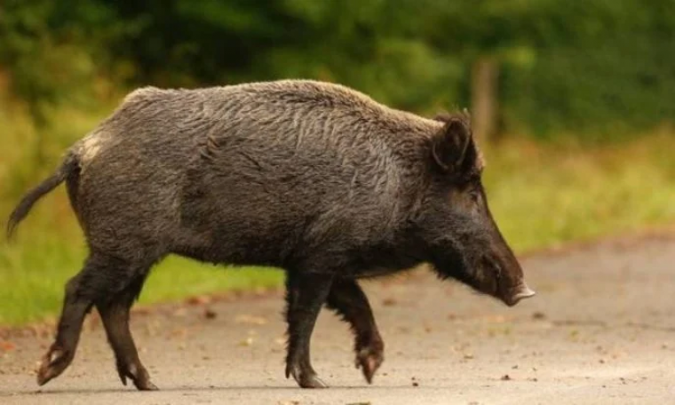 Αγριογούρουνα στο Λουτράκι: Βγαίνουν οι κυνηγοί στους δρόμους!