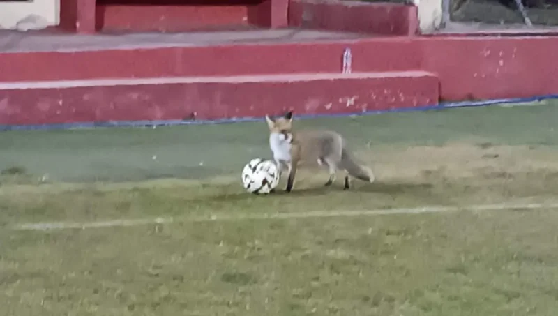 Δίστομο Βοιωτίας: Μια αλεπού παίζει… μπαλίτσα!