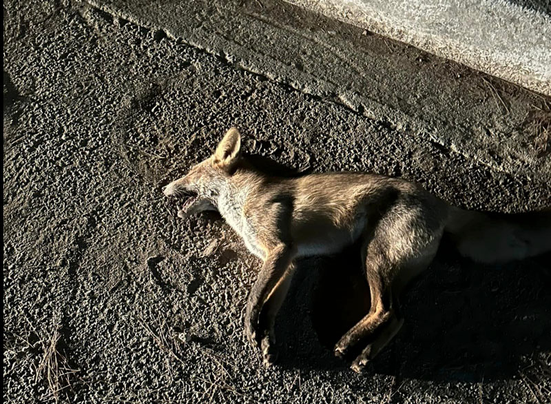 Η αλεπού που....μεταμορφώθηκε σε σκύλο
