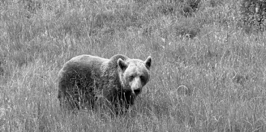 Σιβηρία : Αρκούδα διαμέλισε και κατασπάραξε γυναίκα