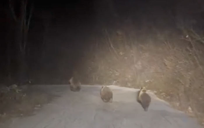 Αρκούδα με δύο αρκουδάκια στον Καλλίκαρπο Δράμας ....VIDEO