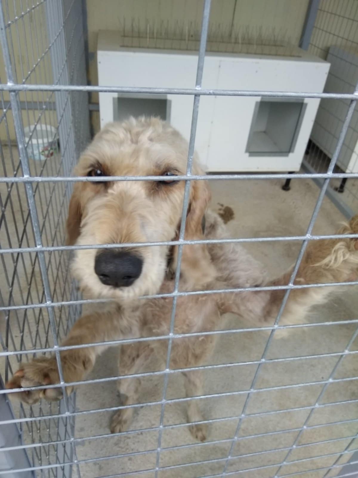 Ακόμη ένα λαγόσκυλο θύμα των λύκων στην Ψηλή Ράχη Δράμας