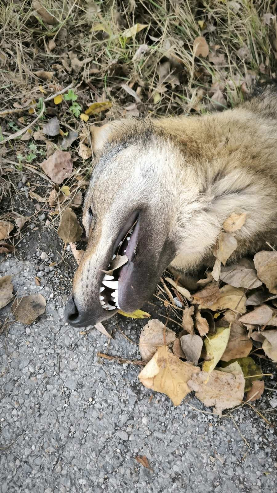 Τροχαίο με λύκο στο Αρμενοχώρι Φλώρινας