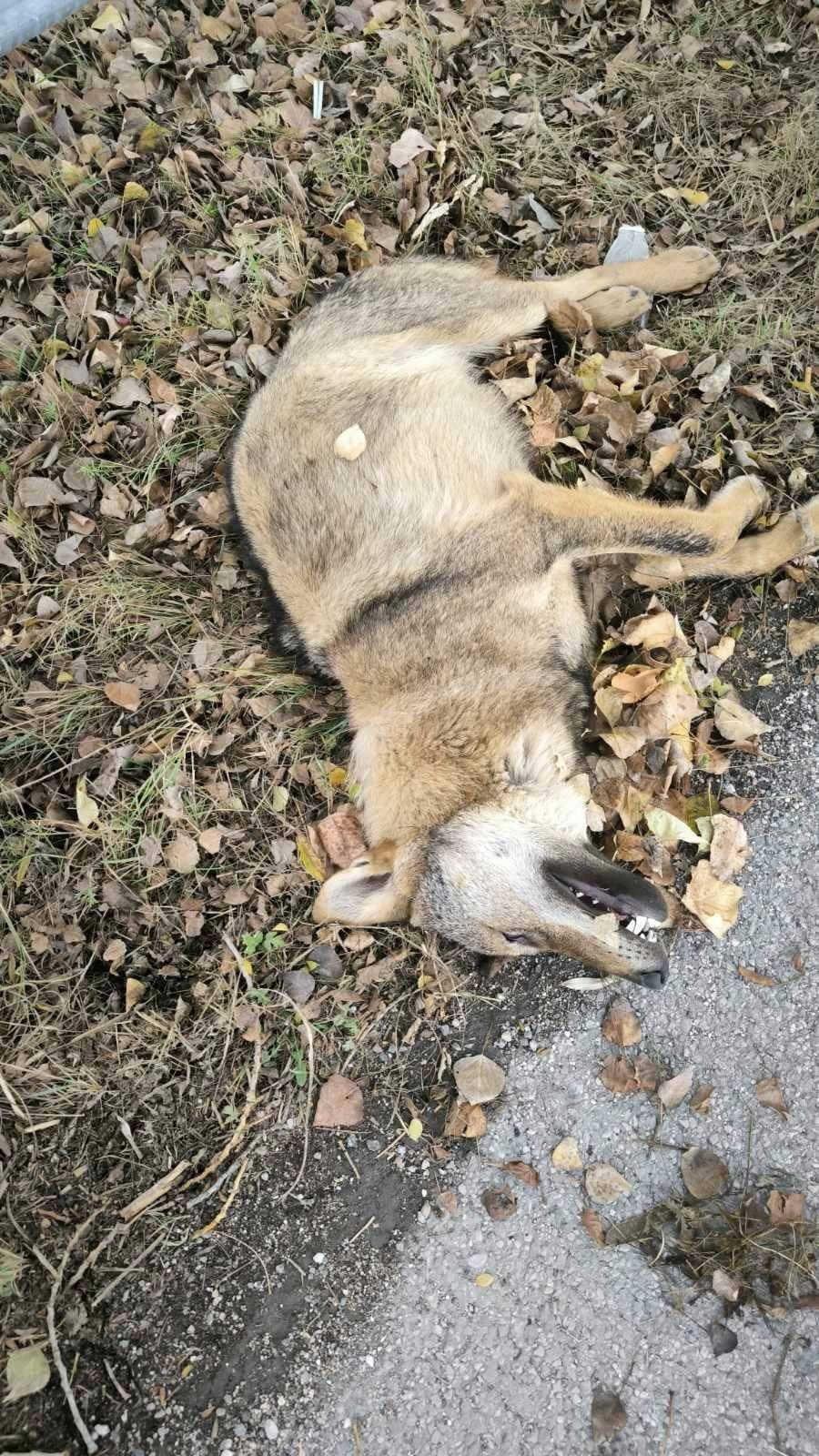 Τροχαίο με λύκο στο Αρμενοχώρι Φλώρινας