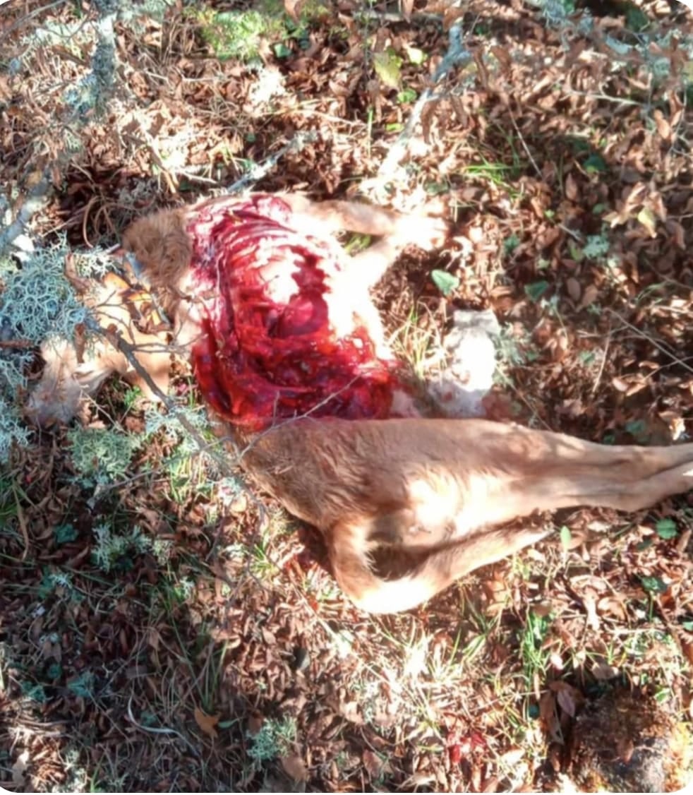 Νεκρό κυνηγόσκυλο από επίθεση λύκων στη Λεκάνης - Καβάλας