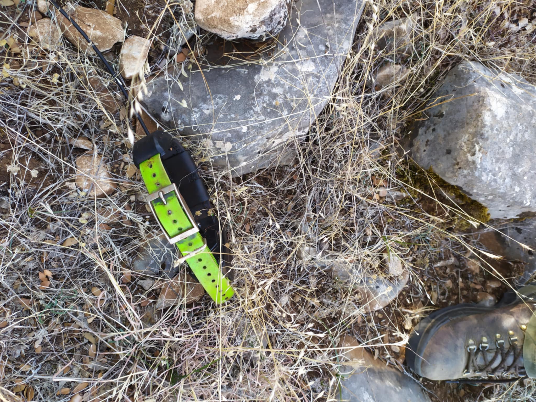 Ακόμη ένα λαγόσκυλο θύμα των λύκων στην Ψηλή Ράχη Δράμας