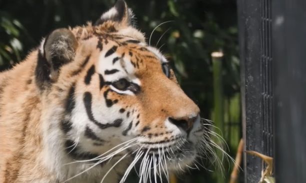 Καζακστάν: Οι τίγρεις είχαν εξαφανιστεί για πάνω από 70 χρόνια - Τώρα επιστρέφουν