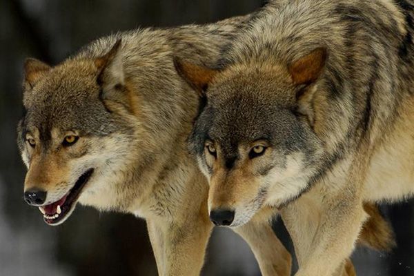 Νεκρό γουρουνόσκυλο από επίθεση λύκων στα Γρεβενά Αυτή την φορά το “λαχείο” έπεσε στον συνάδερφο Γιώργο Τσολάκη, ώστε να θρηνήσει άλλον έναν από τους αγαπημένους μας τετράποδους συνεργάτες, φίλους και συντρόφους, θύμα στην ανεξέλεγκτη πλέον μανία και εθισμό των λύκων στο εύκολο και ακίνδυνο γεύμα που αντιπροσωπεύει το σκυλίσιο κρέας και να νιώσει για τα καλά την “ευεργετική” παρουσία των “σπάνιων” στο οικοσύστημα και στα σκυλιά του !!! Συγκεκριμένα πρόκειται για την Φαίδρα, καθαρόαιμο Μπίγκλ, 5 ετών την οποία έβγαλε ο Γιώργος με την παρέα του, για κυνήγι αγριόχοιρου, μαζί με άλλο ένα σκυλί, στους Άγιους Θεοδώρους Γρεβενών το Σάββατο 09/11/24. Ο Γιώργος περίλυπος μας εξηγεί : “Η Φαίδρα είχε σηκώσει γουρούνι και γύρω στις 10.00 και έπειτα από μια ώρα δίωξης, ξαφνικά την έβλεπα στο Gps ως ακίνητη, της φώναξα για να γυρίσει αλλά δεν υπήρχε ανταπόκριση, παρά την έβλεπα στο Gps να κινείται εκεί στο ίδιο σημείο αριστερά και δεξιά, μετά κατάλαβα, ότι την τραβούσαν πέρα δώθε οι λύκοι. Άρχισα να φωνάζω και να τρέχω προς το σημείο που έδειχνε το Gps και όταν πλησίαζα πρόλαβα να δω από μακριά 5 λύκους, 2 μεγάλους και 3 χρονιάρικα κουτάβια να φεύγουν τρέχοντας πάνω από την κατασπαραγμένη Φαίδρα μου." Σε περίπτωση που οποιοσδήποτε κυνηγός γίνει μάρτυρας παρόμοιου περιστατικού (γεγονός που απευχόμαστε) παρακαλούμε να ενημερώσει άμεσα τον Κυνηγετικό Σύλλογο της περιοχής του ή το αρμόδιο Δασαρχείο. Αυτή είναι η μοναδική νόμιμη διαδικασία, ώστε να ολοκληρώνεται το Μητρώο Επιθέσεων Λύκων που είχε δημιουργήσει η Κ.Ο.Μ.Α.Θ και υποστηρίζει με ομόφωνη απόφασή της, η Γενική Συνέλευση της Κυνηγετικής Συνομοσπονδίας Ελλάδας, με ψήφισμα που απέστειλε στον αρμόδιο για το κυνήγι υφυπουργό Περιβάλλοντος κ. Ταγαρά, σχετικά με την ραγδαία αύξηση του πληθυσμού των λύκων, τις αμέτρητες θανατηφόρες επιθέσεις σε κυνηγόσκυλα, αλλά και την ατολμία ή τους δισταγμούς της Πολιτείας να αντιμετωπίσει και να διαχειριστεί την κατάσταση. !!! Τα στοιχεία που βοηθάνε στην περιγραφή του συμβάντος προς τις αρμόδιες αρχές είναι: 1. Ημερομηνία/ώρα 2. Περιοχή που συνέβη το περιστατικό 3. Πόσοι λύκοι ενεπλάκησαν 4. Πόσα σκυλιά ενεπλάκησαν 5. Πόσα σκυλιά θανατώθηκαν ή τραυματίστηκαν σοβαρά