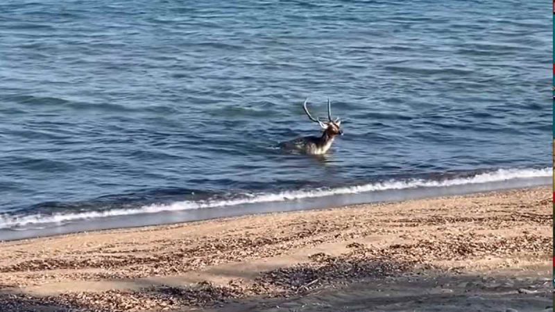 Μαγικό Θέαμα στη Λήμνο: Ελάφι βουτάει στη θάλασσα! ...VIDEO