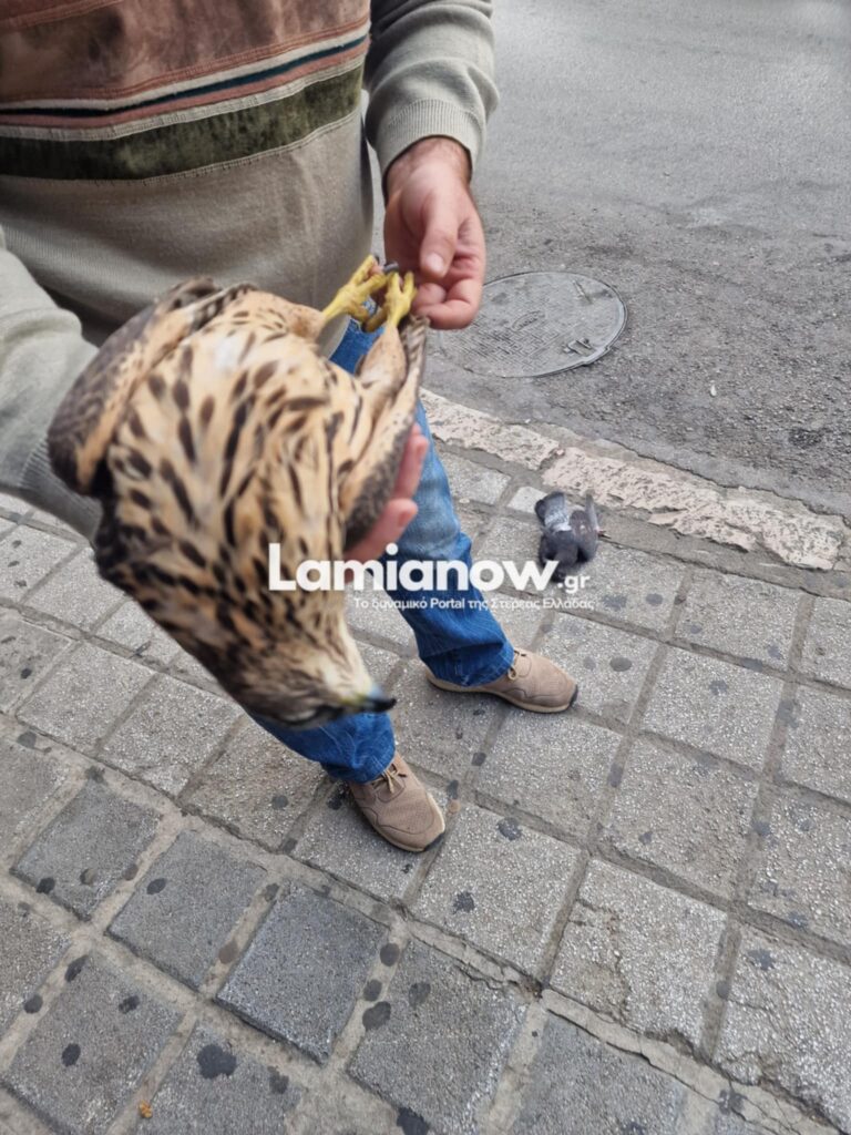 Αερομαχία γερακιού με περιστέρι με άδοξο τέλος...ΕΙΚΟΝΕΣ