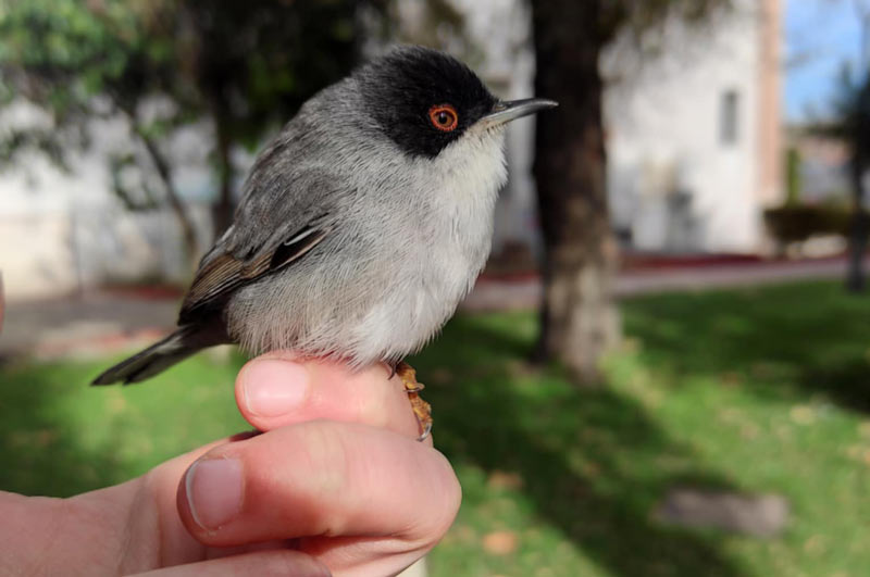 Κυνηγοί, οι φύλακες άγγελοι της φύσης και της άγριας ζωής