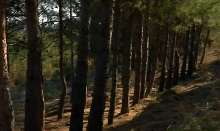 Λύκοι εντοπίστηκαν κοντά στο μοναστήρι Κουφαλίων