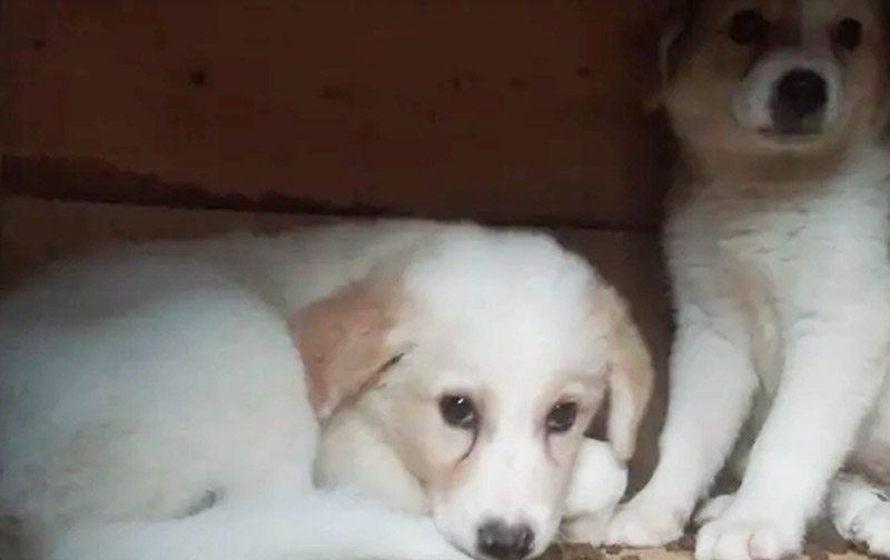 Κτηνωδία: Έβαλαν κουτάβια σε τσουβάλια και τα πέταξαν στον Αλφειό ποταμό