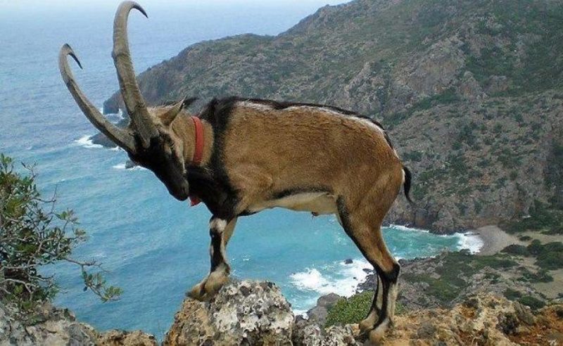 Ηράκλειο: Χωρίς τροφή και νερό τ' αγριοκάτσικα στη Ντία