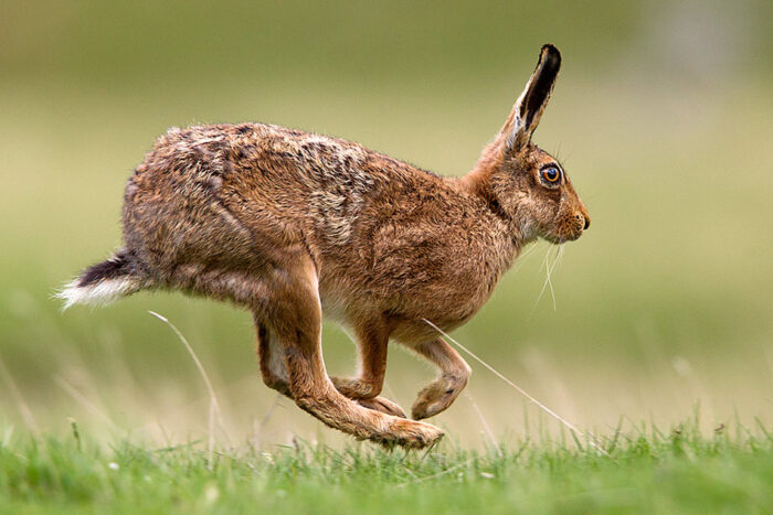 Οι λαγοί της ανομβρίας