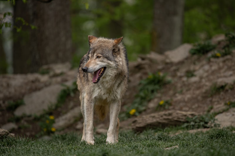 Διπλό θανατηφόρο χτύπημα λύκων σε λαγόσκυλα στη Θεσσαλονίκη