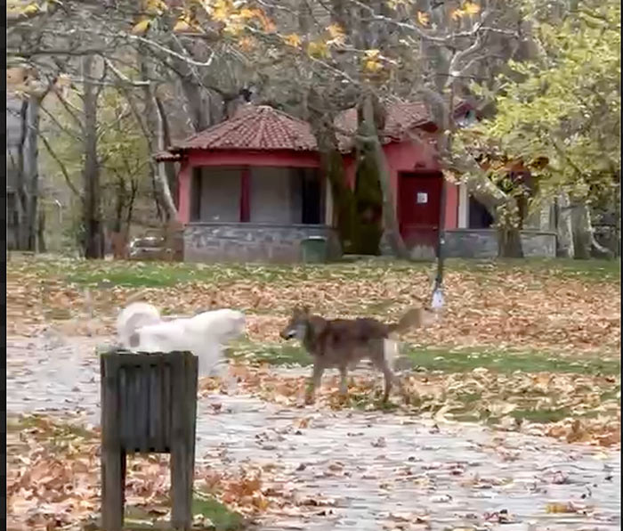 Λύκος επιτίθεται σε τέσσερις σκύλους μέσα στην πόλη της Νάουσας....VIDEO