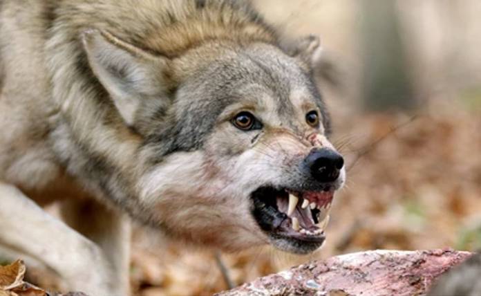 Δυο λαγόσκυλα θύματα των λύκων στο Πάϊκο