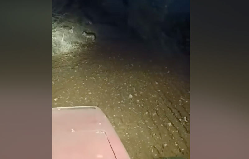 Εορδαία : Εννέα λύκοι περικυκλώνουν αγρότη στο τρακτέρ του...VIDEO