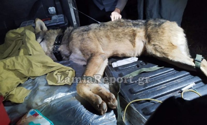 Φθιώτιδα: "Καλλιστώ" και 7η ΕΜΑΚ έβγαλαν τον λύκο από το πηγάδι ... VIDEO