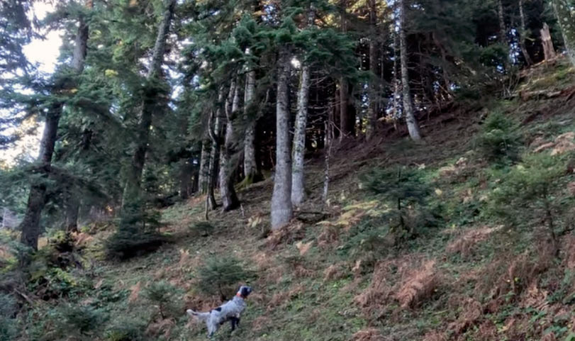 Εντυπωσιακά πλάνα από κυνήγι μπεκάτσας στην Καρδίτσα....VIDEO