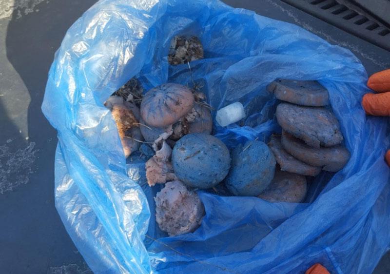 Μια σακκούλα φόλες εντόπισαν οι σκύλοι της Γ' ΚΟΠ