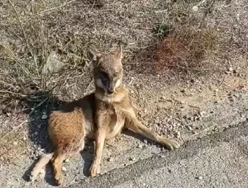 Τα τσακάλια έφθασαν στην Εύβοια...VIDEO