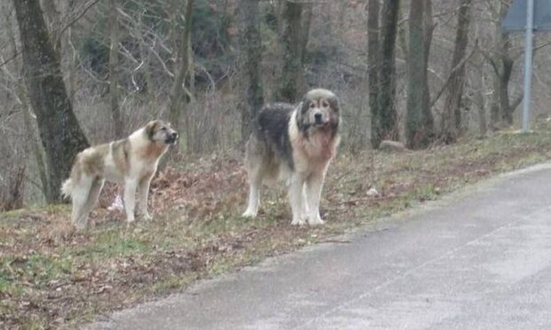 Κυνηγός είδε τον σκύλο του να κατασπαράσσεται από τσοπανόσκυλα κτηνοτρόφου