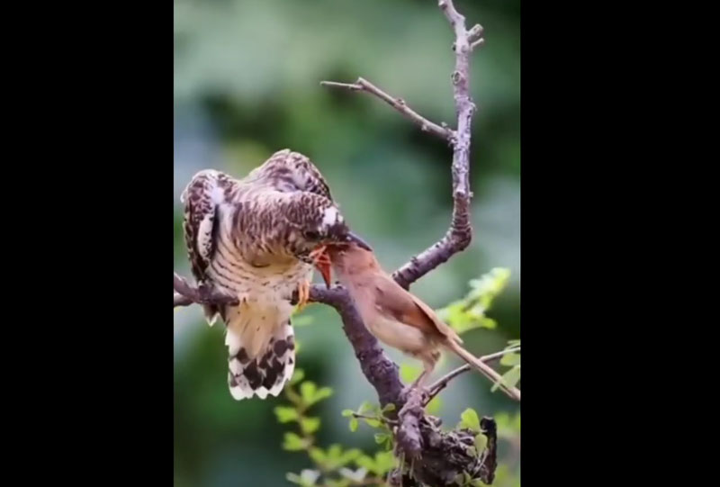 Πόσο… «παραμύθι» σε ένα βιντεάκι!