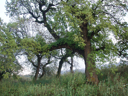 Ερώτηση στη Βουλή για το Βελανιδόδασος Πενταλόφου: Να μην αποχαρακτηριστεί η έκταση!