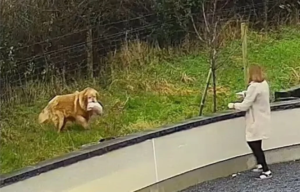 Η στιγμή που σκύλος «κλέβει»… τα Χριστούγεννα ....VIDEO