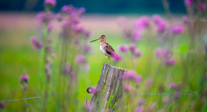 Το Ευρωπαϊκό Κοινοβούλιο επανίδρυσε επίσημα τη Διακομματική Ομάδα «Βιοποικιλότητα, Κυνήγι, Ύπαιθρος»