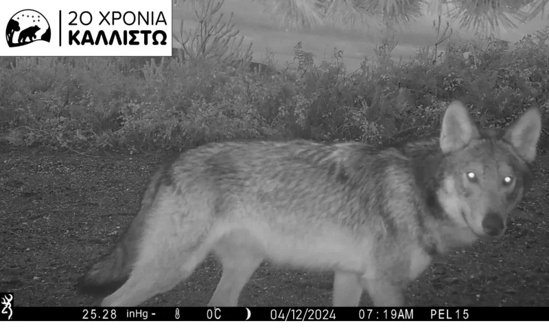 Αγέλη 9 λύκων καταγράφηκε σε περιοχή του Ταϋγέτου