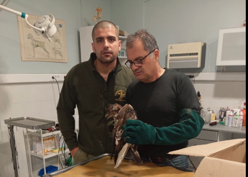 Κ.Σ. Κασσάνδρας : Διάσωση γερακιού