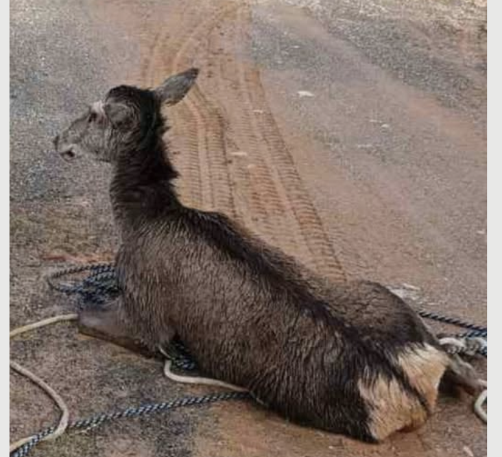 Η Πυροσβεστική απεγκλώβισε ελάφι από το κανάλι του Μόρνου