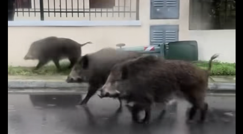 Αγριογούρουνα δημιουργούν κινδύνους σε Αχαρνές και Θρακομακεδόνες...VIDEO