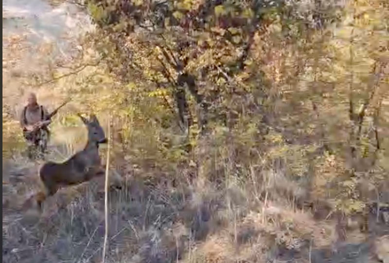 Γύρω γύρω όλοι και παιχνίδια κυνηγών μαζί με 2 ζαρκάδια ….VIDEO