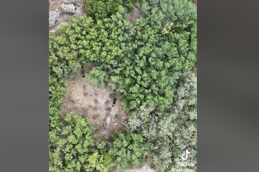 DRONE καταγράφει εντυπωσιακή καταδίωξη αγριόχοιρου...VIDEO