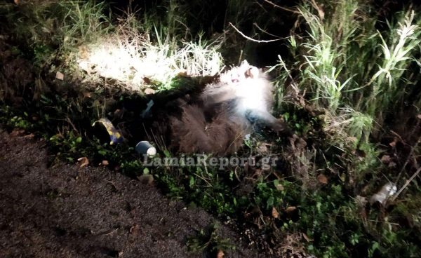 Φθιώτιδα : 53χρονος τραυματίστηκε σε τροχαίο με αγριογούρουνο Φθιώτιδα : 53χρονος τραυματίστηκε σε τροχαίο με αγριογούρουνο