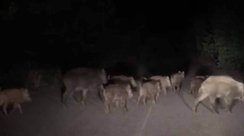 Πικέρμι: Αγελη με 15 αγριογούρουνα δίπλα στο αθλητικό κέντρο της Διώνης!