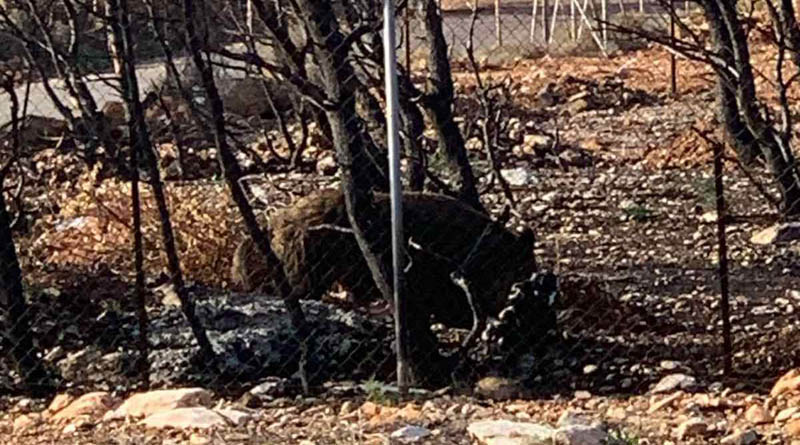 Πικέρμι: Νέα εμφάνιση αγριογούρουνου