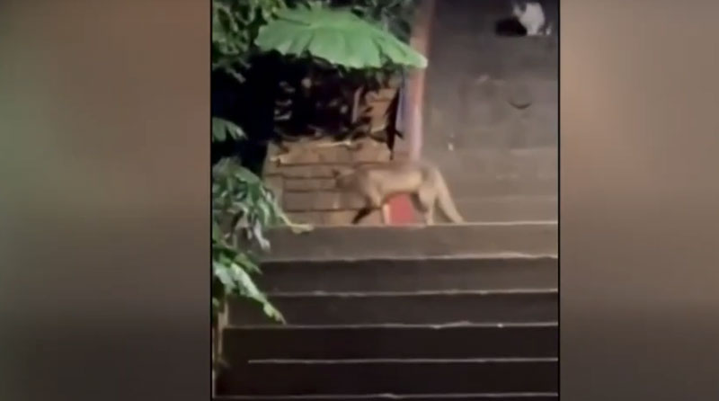 Αλεπού εμφανίστηκε στο Παγκράτι ...VIDEO