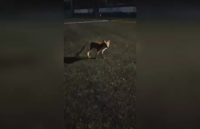 Αλεπού πήγε... για μπάλα στο γήπεδο