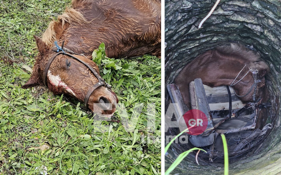 Δραματική διάσωση αλόγου από πηγάδι βάθους 6 μέτρων στο χωριό Λοφίσκος στην Εύβοια