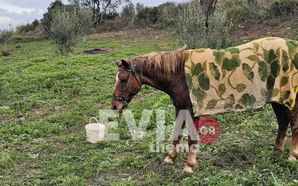 Δραματική διάσωση αλόγου από πηγάδι βάθους 6 μέτρων στο χωριό Λοφίσκος στην Εύβοια