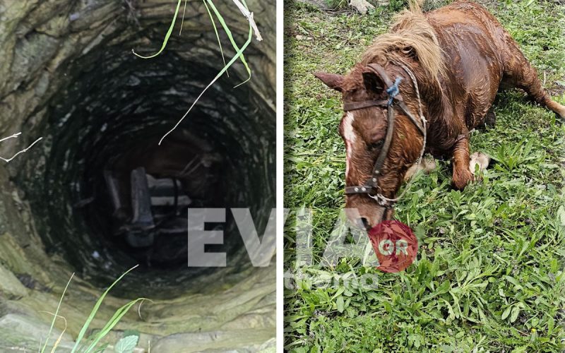Δραματική διάσωση αλόγου από πηγάδι βάθους 6 μέτρων στο χωριό Λοφίσκος στην Εύβοια
