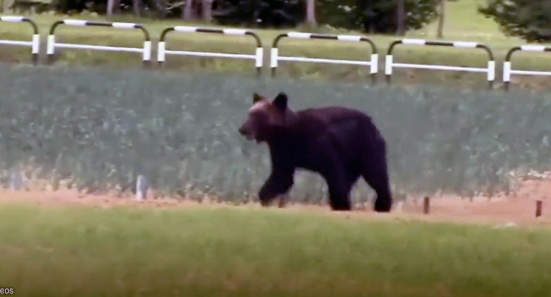 Ιαπωνία: Σκότωσαν αρκούδα που είχε κρυφτεί σε σούπερ μάρκετ για τρεις ημέρες...VIDEO
