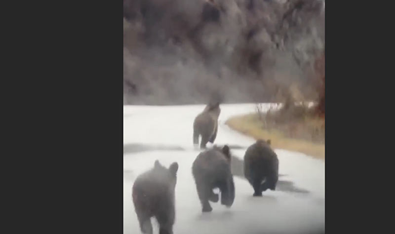 Καστοριά: Επέλαση 4 αρκούδων στο Νεστόριο ... VIDEO