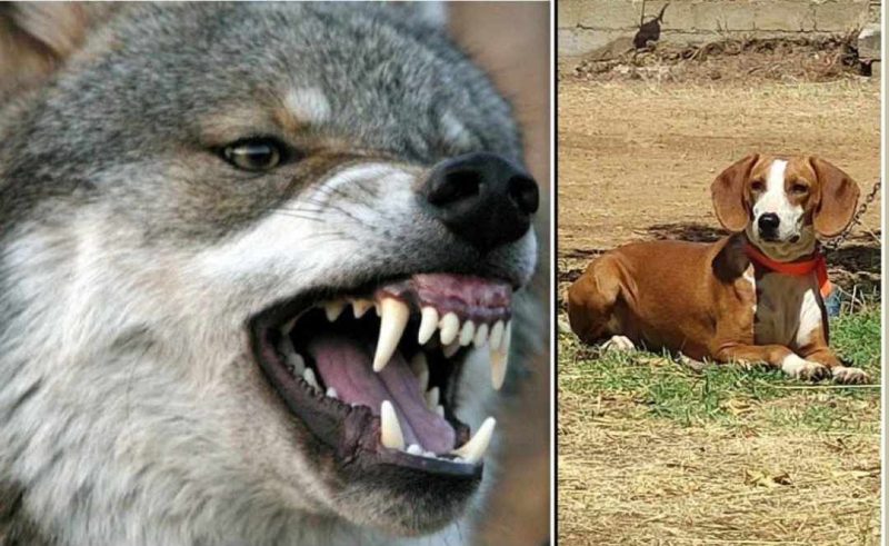 Η σπαραχτική αντίδραση ενός κυνηγού που βρίσκει το σκύλο του φαγωμένο από τους λύκους....VIDEO